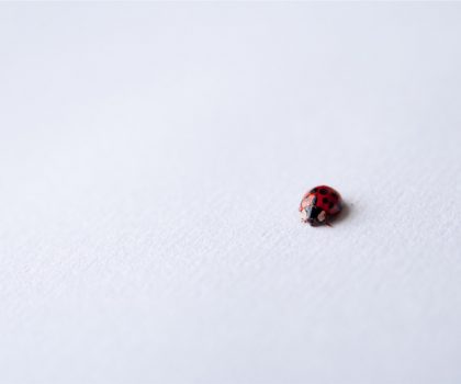 Hello Little Lady