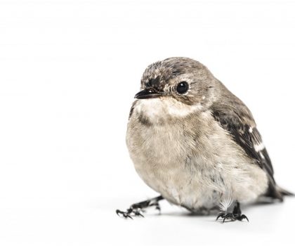 Baby Bird