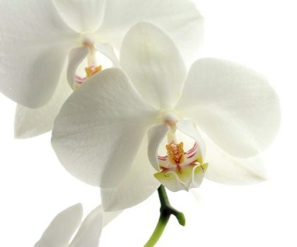 Wild Orchids
